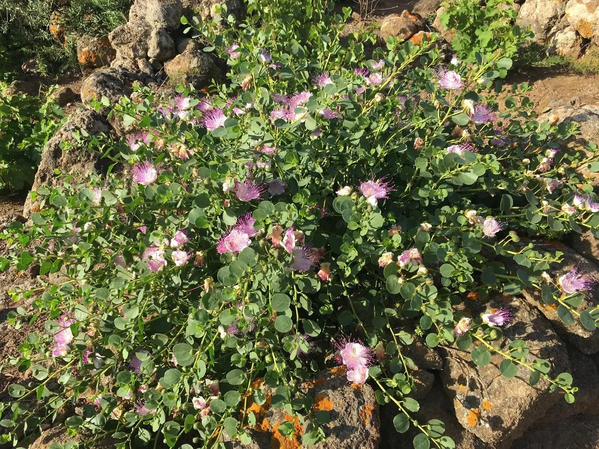 Dammusi Il Serralh -Pantelleria- Scauri  0*, Scauri (Sicily)